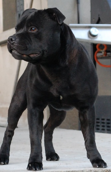 chiot Staffordshire Bull Terrier Des Pantheres Blanches