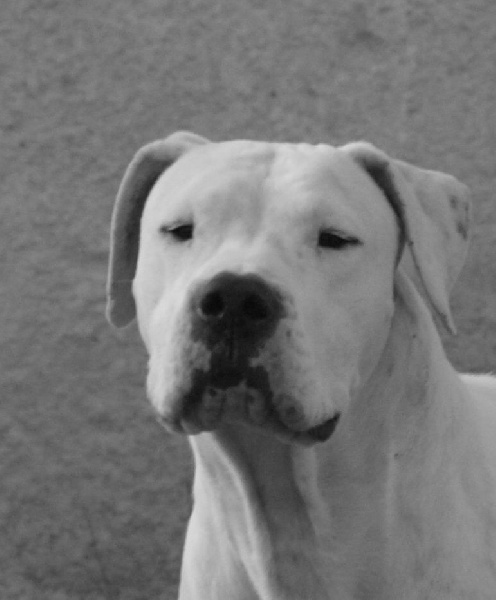 Gitane Des Pantheres Blanches