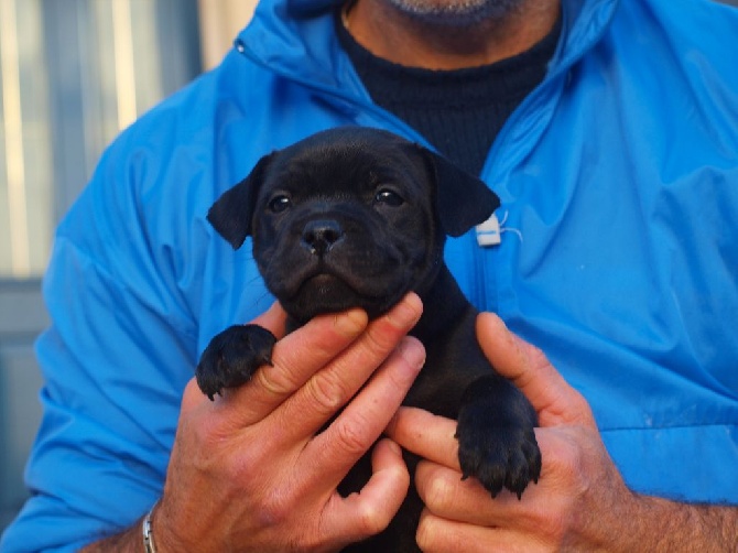 Chiots staffie.