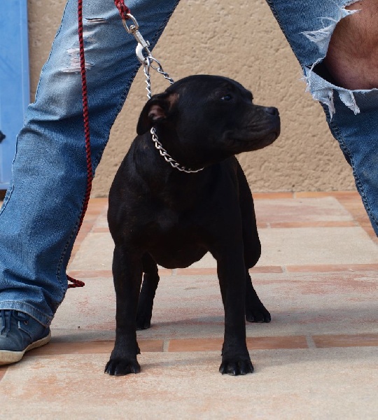 Des Pantheres Blanches - Chiots disponibles - Staffordshire Bull Terrier