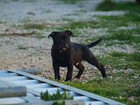 CHIOT
