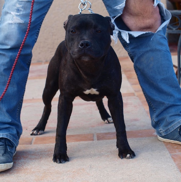 Des Pantheres Blanches - Chiots disponibles - Staffordshire Bull Terrier